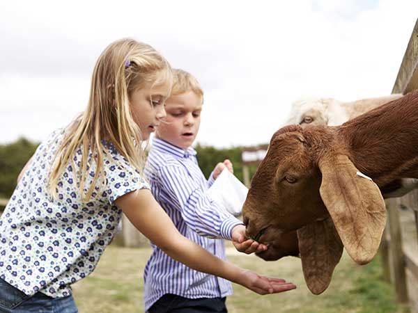 Adam Henson's Farm Park