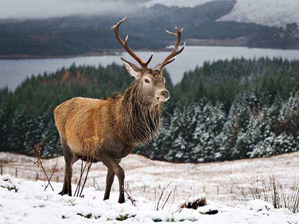 Trossachs